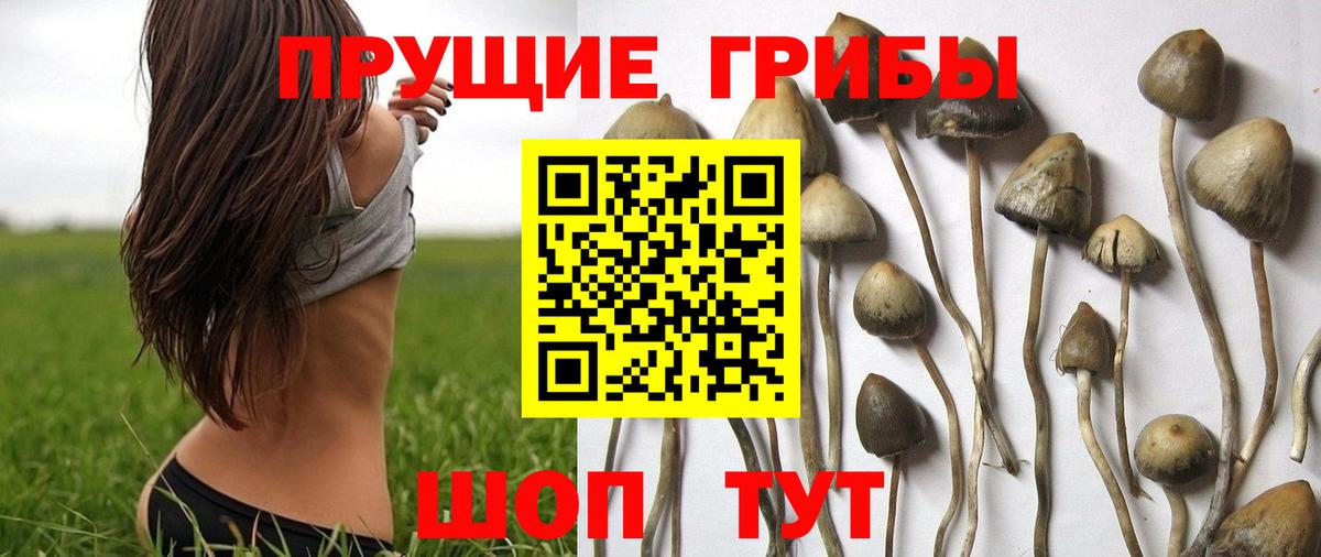 Барабинск  Псилоцибиновые грибы мицелий  Вход с VPN  Галлюциногенные грибы Psilocybe 